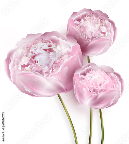 Wallpaper Mural Pink peony flowers on a plain background Torontodigital.ca