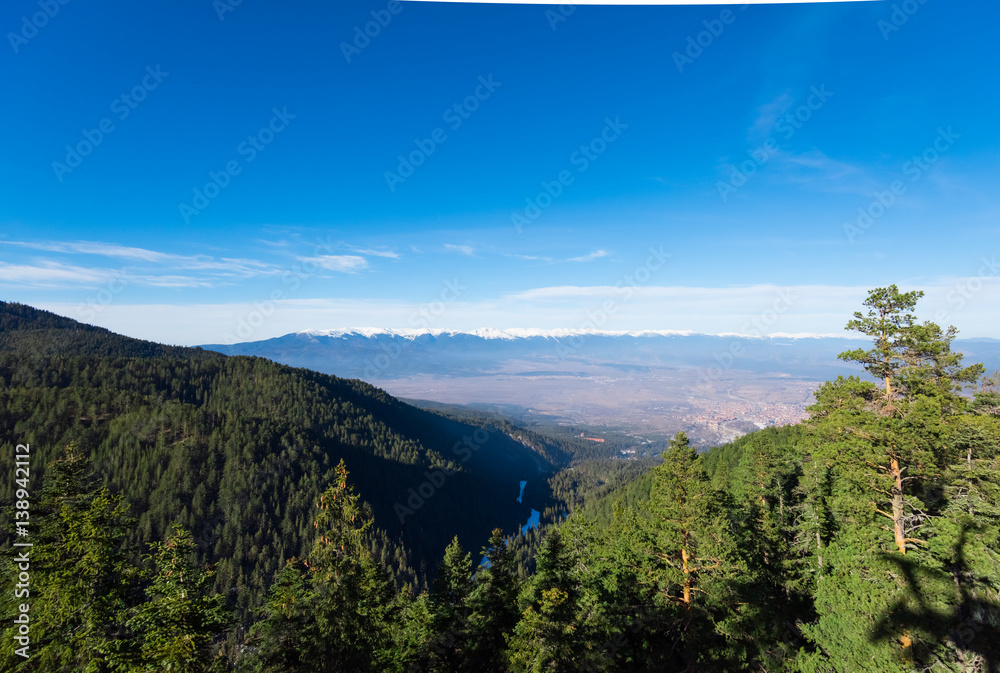 Fototapeta premium Winter mountain forest