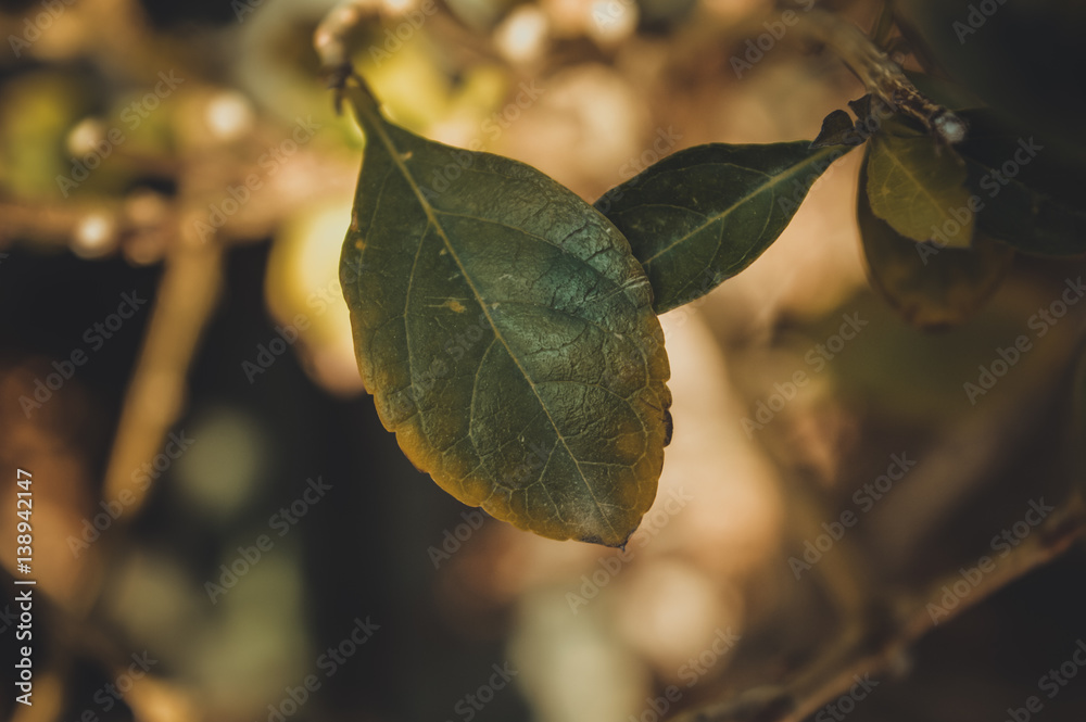 closeup of green leaf background closeup of green leaf background