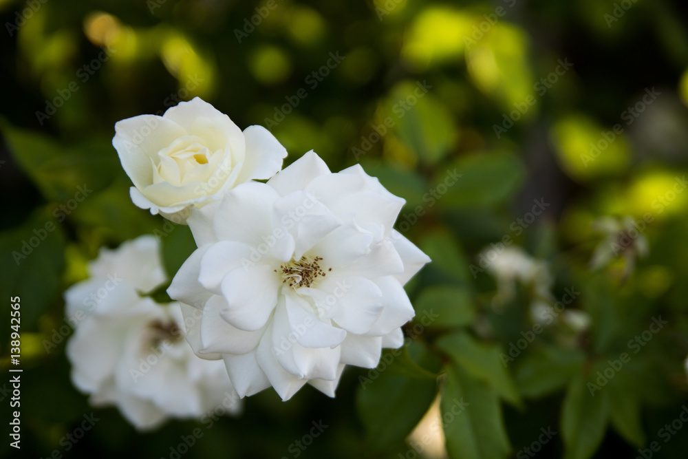 Obraz premium White roses