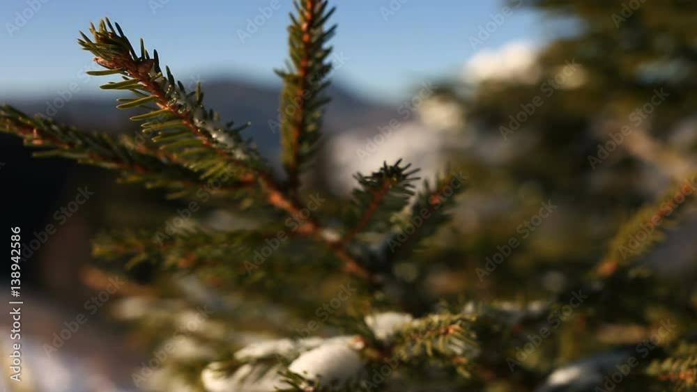 Shot of coniferous branch under snow with sun light. Shot of coniferous branch under snow with sun light.
