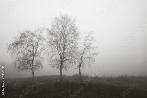 Three birch trees in the fog. Black-and-white photograph. The trees in the background mist.