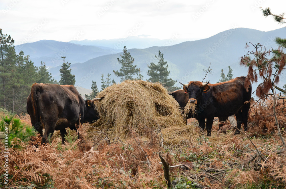 Cows grazing, euskadi