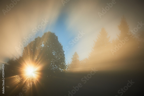 Promienie słońca we mgle prześwitujące za drzewa 