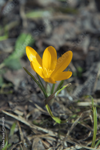 Flower yellow crocus. Primrose. Spring Flower.