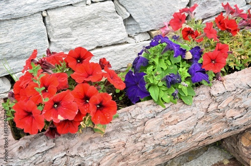 Wood flower box and colors photo