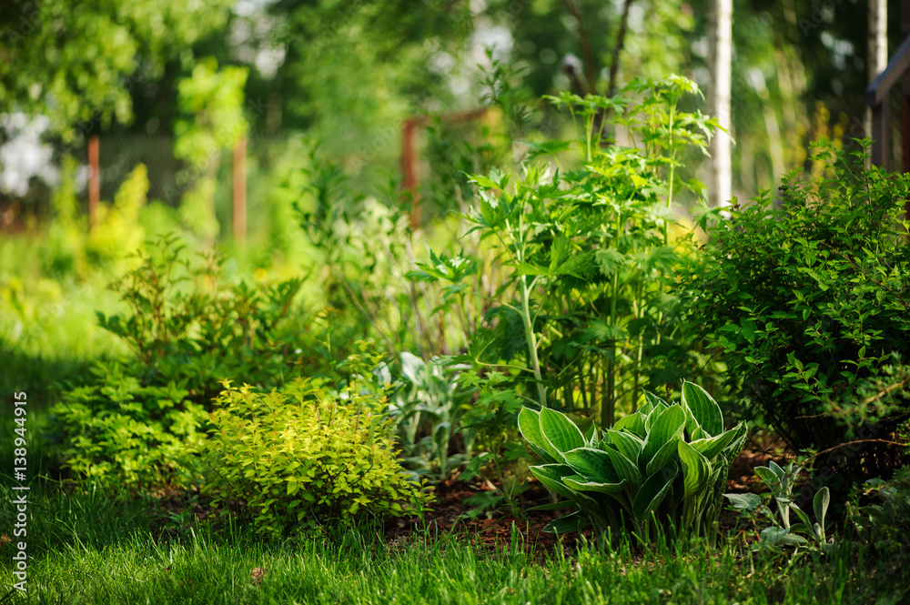 mixed perennial border with hostas, spirea, delphinium and Stachys in summer garden mixed perennial border with hostas, spirea, delphinium and Stachys in summer garden