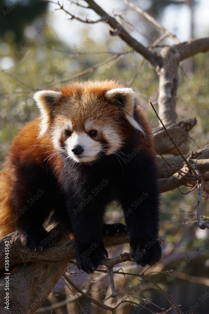 レッサーパンダ