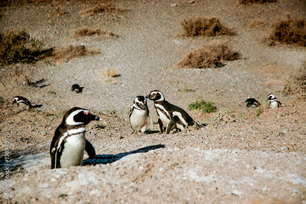 Naklejka premium Landscape in Peninsula Valdes