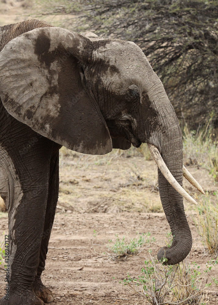 African elephant in Samburu National Reserve with mud on head and legs