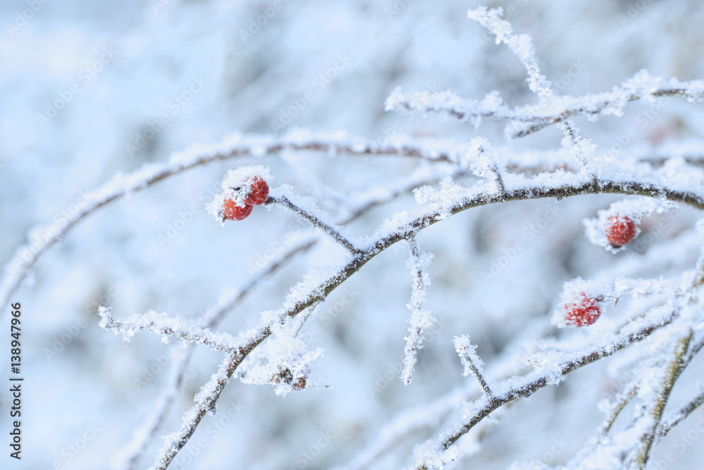 rosehips in hoarfrost natural winter cold background, bright frozen berries rosehips in hoarfrost natural winter cold background, bright frozen berries