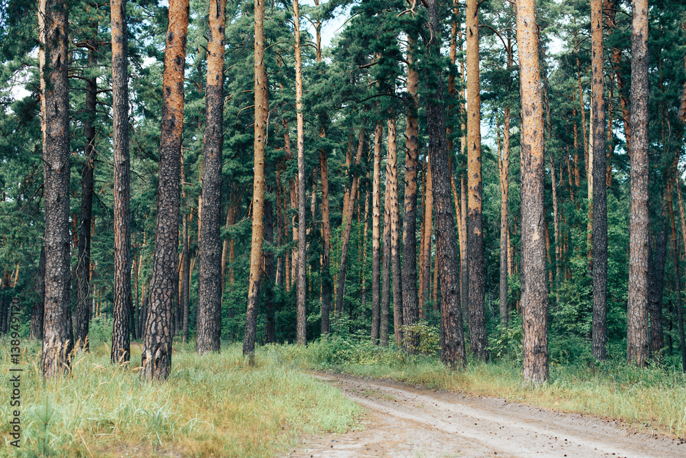 Obraz premium Road in the pine forest