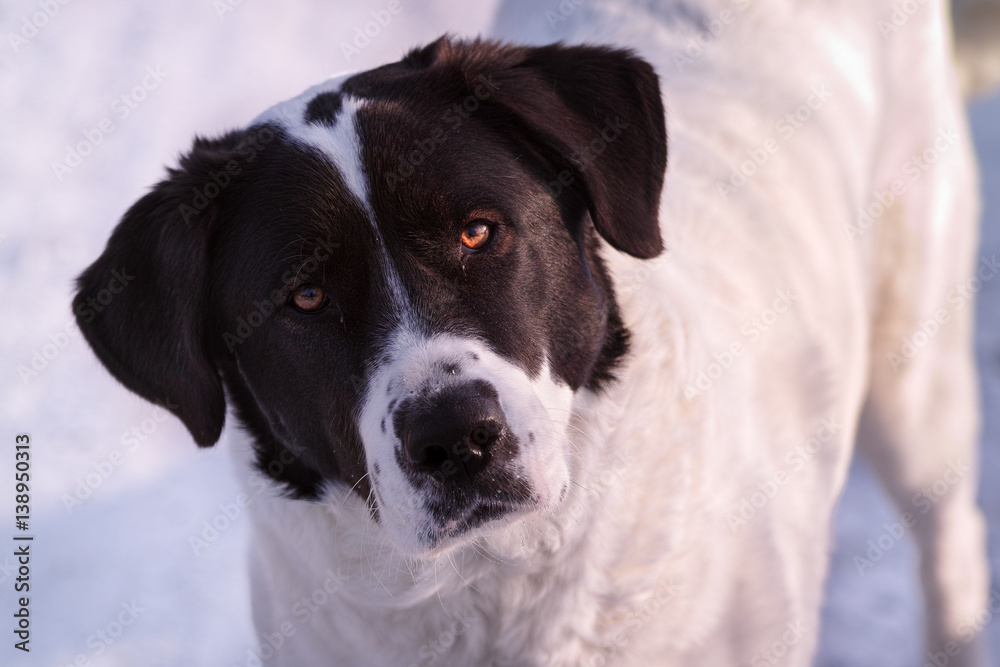 Border collie dog