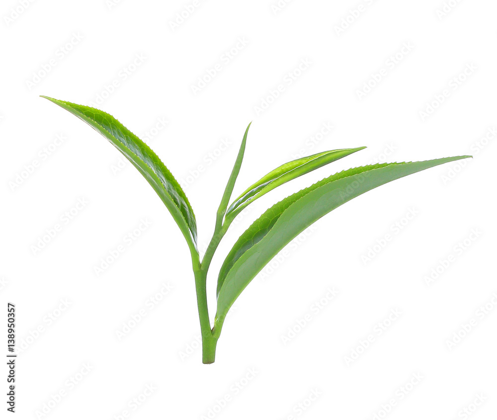 Fototapeta premium green tea leaf isolate on white background