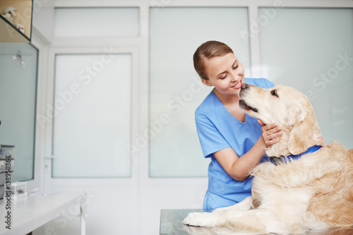 Fototapeta Naklejka Na Ścianę i Meble -  Young female veterinarian in blue uniform hugging and talking to white fluffy labrador lying on table during check-up