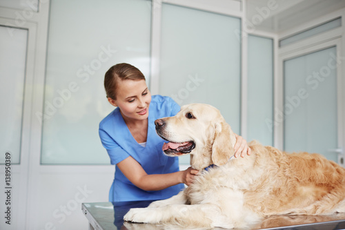 Fototapeta Naklejka Na Ścianę i Meble -  Young pretty vet in blue uniform examining white labrador lying on table quietly with its tongue out