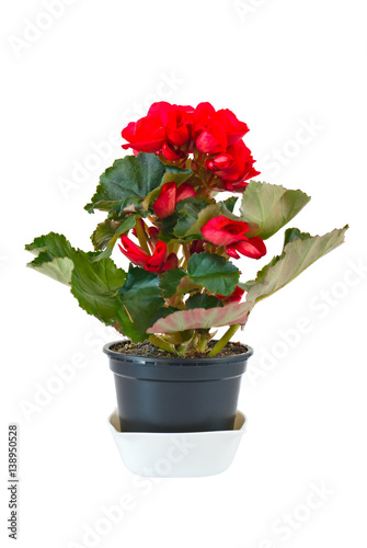 Red begonia in pot