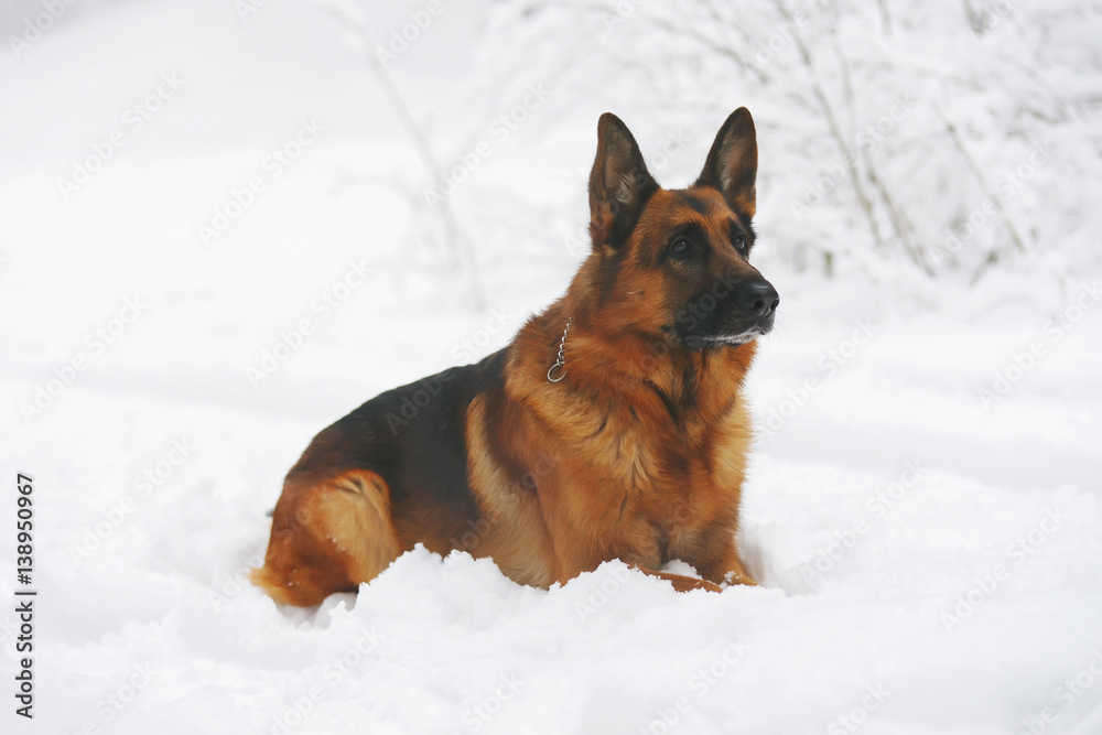 Obedient German Shepherd dog lying down on a snow in winter forest