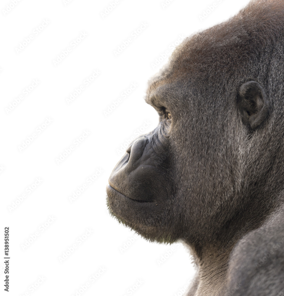 Fototapeta premium Portrait of a gorilla with white background. Isolated for use in editing