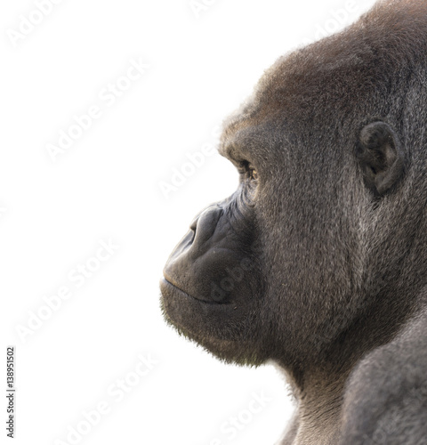 Portrait of a gorilla with white background. Isolated for use in editing