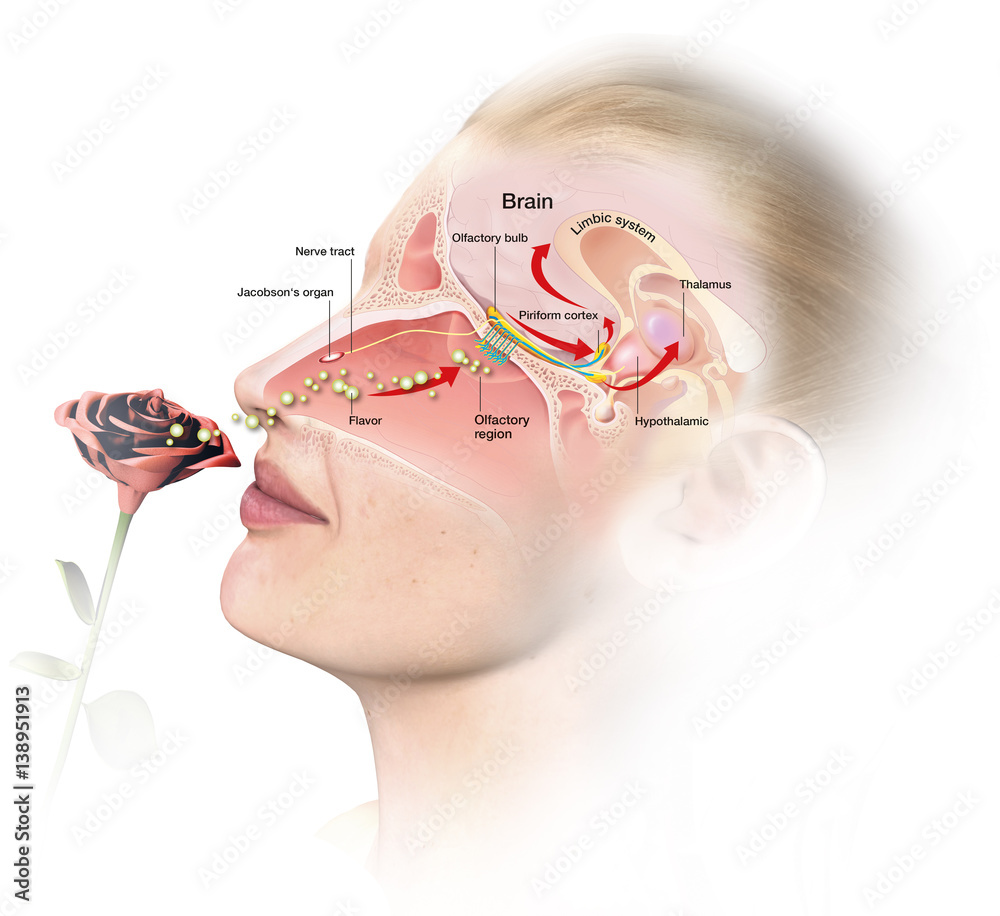 Olfacation, woman with rose, medical infographic - obrazy, fototapety, plakaty 