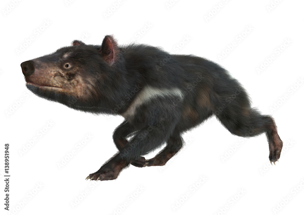 3D Rendering Tasmanian Devil on White 3D Rendering Tasmanian Devil on White