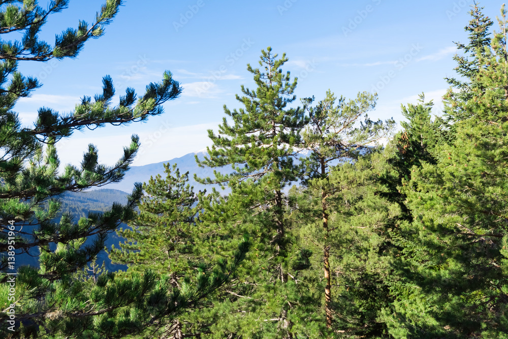 Fototapeta premium Winter mountain forest