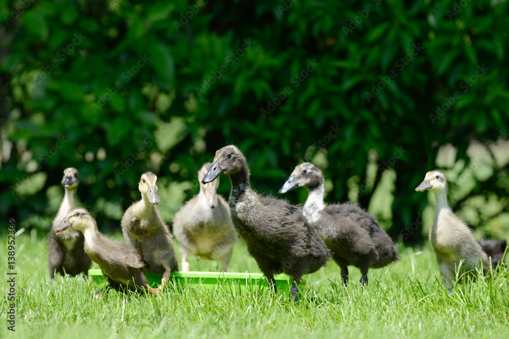Domesticated ducks running away from Water bowl on meadow Domesticated ducks running away from Water bowl on meadow