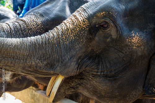 Elephant shows his snout and trumpets photo