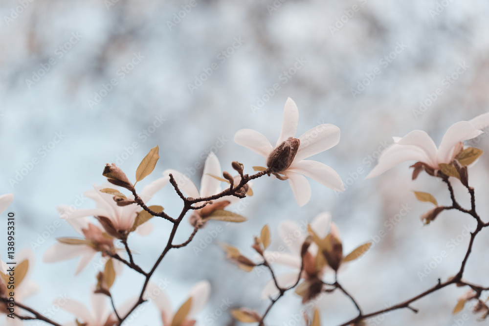 Magnolia flowers in spring garden Magnolia flowers in spring garden