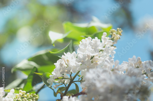 Branches of flowering white lilac
