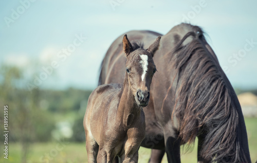  pony foal with mom  in the meadow © anakondasp