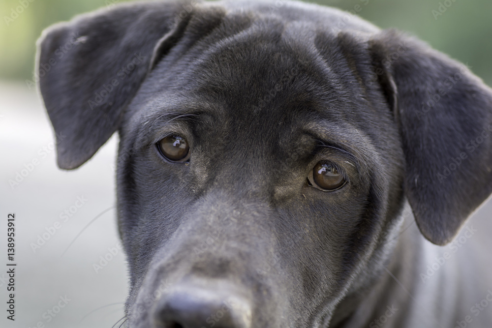 closeup portrait of dog, focus on the eye