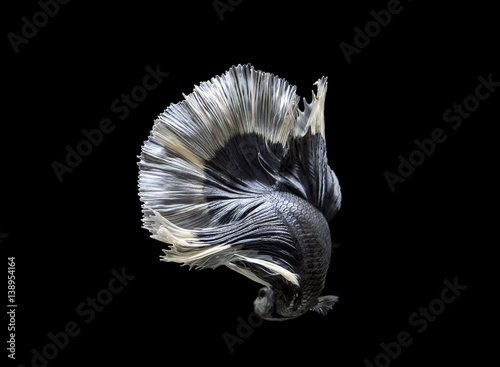 siamese fighting fish move on black background