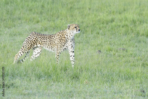 Cheetah  Acinonix jubatus  walking on savanna  Masai Mara  Kenya