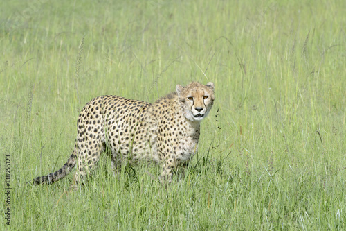 Cheetah (Acinonix jubatus) walking on savanna, Masai Mara, Kenya © andreanita