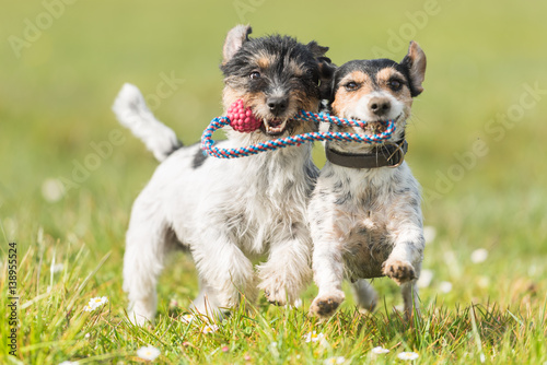 zwei Hundespielen mit einen Ball - Jack Russell Terrier  photo