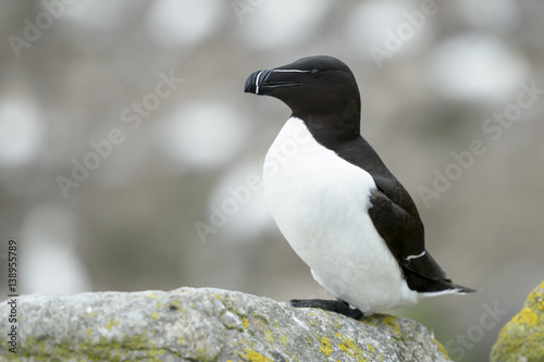 Razorbill (Alca torda) adult, standing on rock of coastal cliff, Great Saltee, Saltee Islands, Ireland.