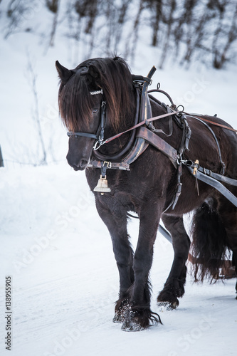 A beautiful brown horse pulling sled