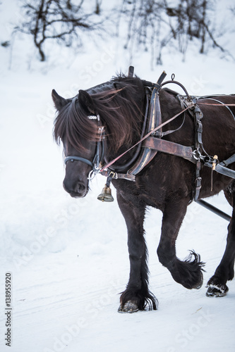A beautiful brown horse pulling sled © dachux21