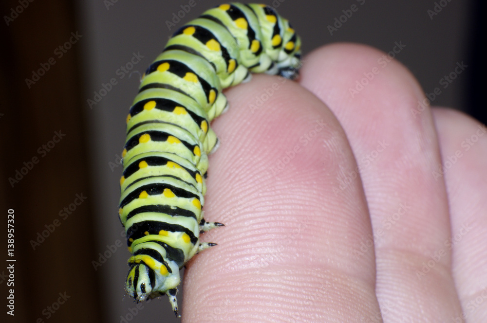 close up of Monarch caterpillar on fingers Stock Photo Adobe Stock