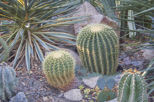 Cactus. Succulent plants in sand photo