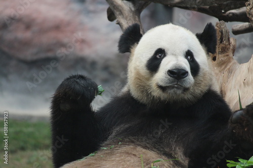 Male panda in Macau  his name is Kai Kai