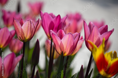 Turkey Istanbul Tulip festival