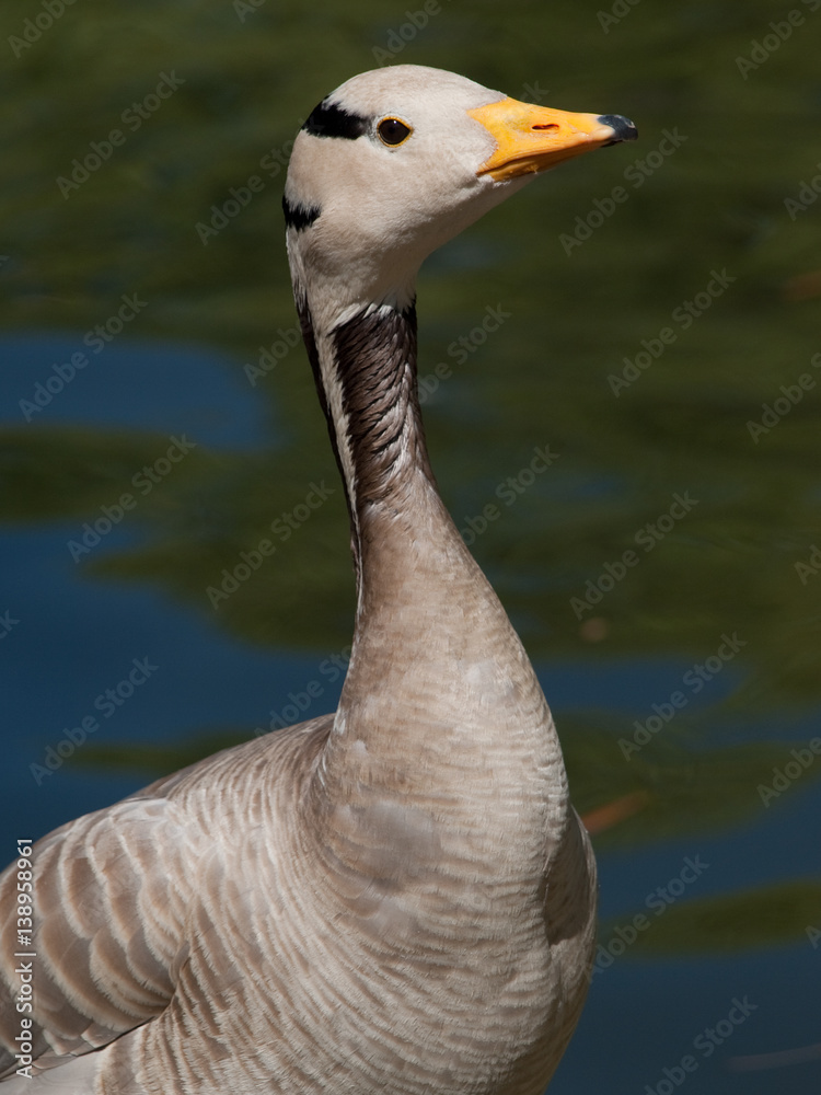 Fototapeta premium goose