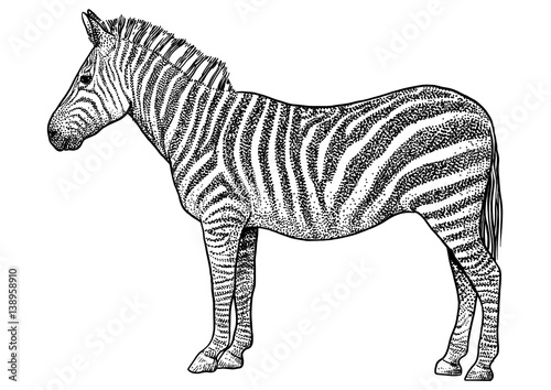 Zebra  illustration, drawing, engraving, ink, line art, vector