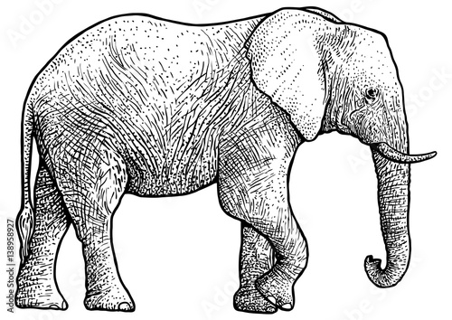 Elephant illustration  drawing  engraving  ink  line art  vector