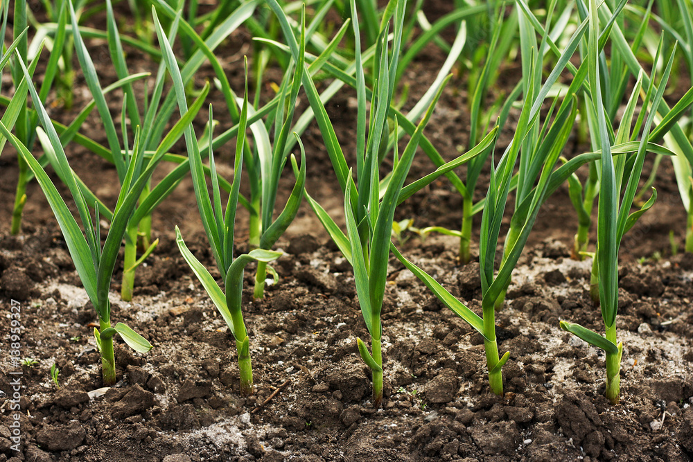 Green onions, ascended to the garden. Green onions, ascended to the garden.
