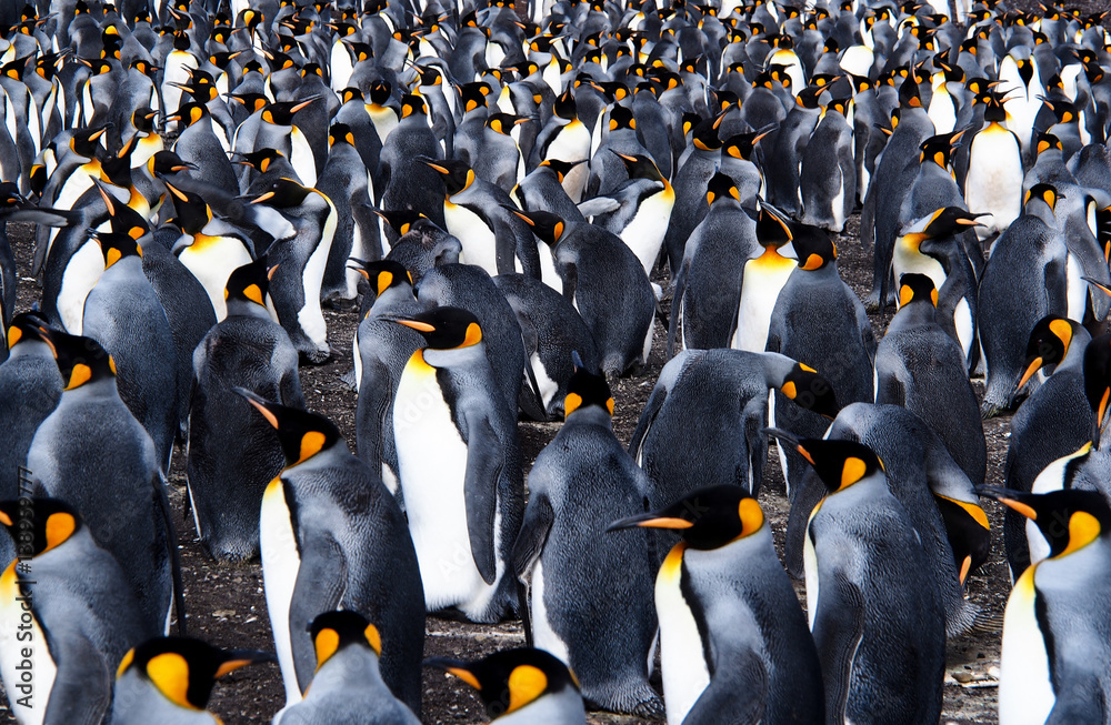 Obraz premium Colony of king penguins bustling together on land