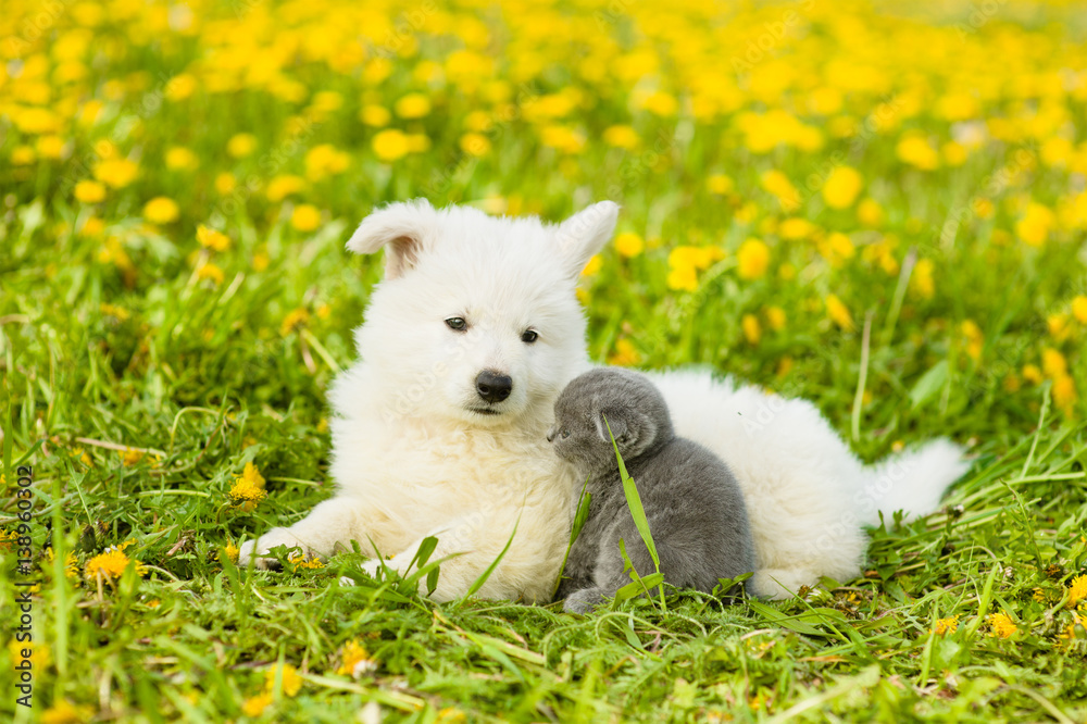 Fototapeta premium Kitten and puppy lying together on green grass